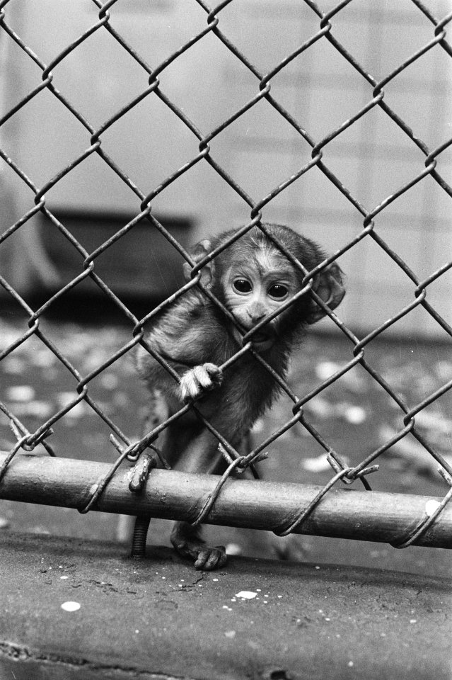 Artis, een talapoin, geboren op 10-03-81 kijkt nieuwsgierig door het hek, Bestanddeelnr 931-3881