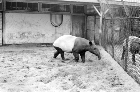 Artis, tapir, Bestanddeelnr 919-3506