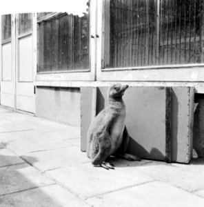 Artis. Jonge pinguin, Bestanddeelnr 912-5141