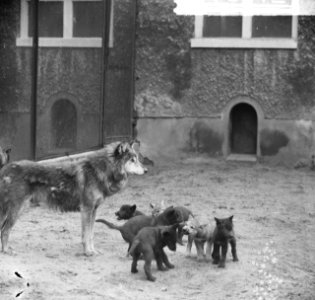 Artis, de jonge wolven, Bestanddeelnr 917-8512