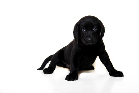 Puppy animal pet photo