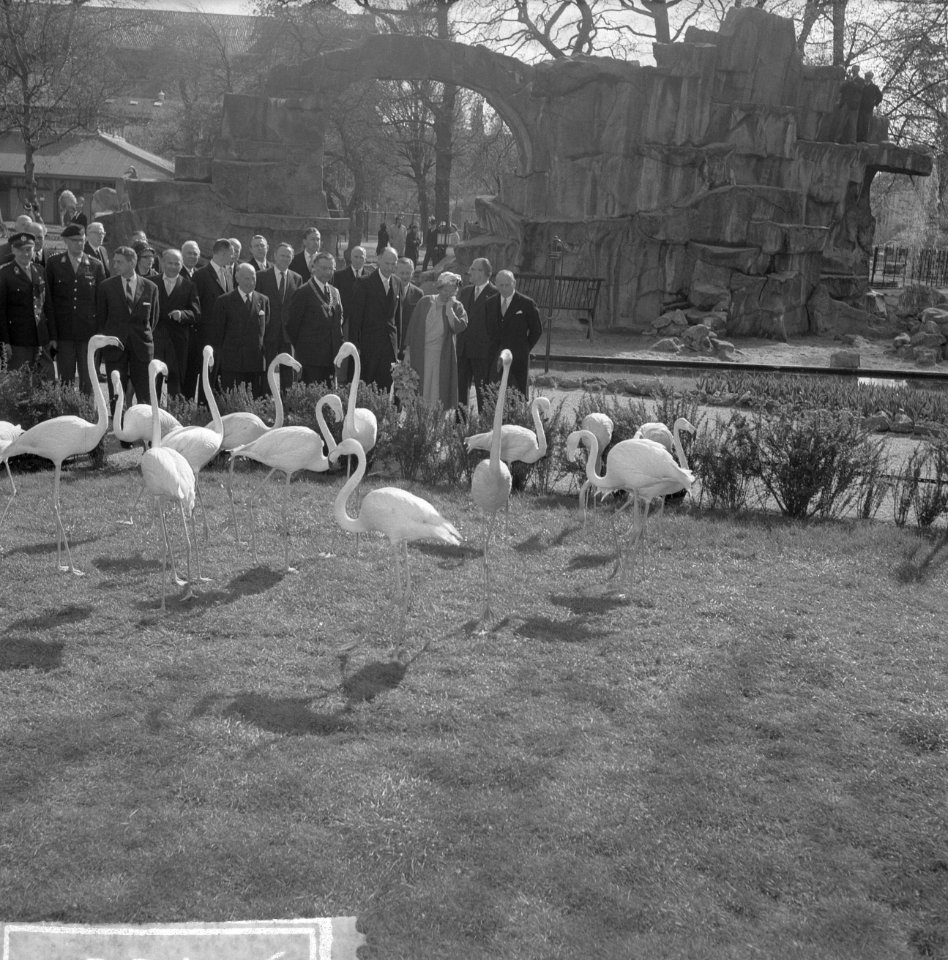 Artis 125 jaar dierentuin Flamingos, Bestanddeelnr 915-1166