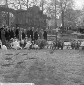 Artis 125 jaar dierentuin Flamingos, Bestanddeelnr 915-1167