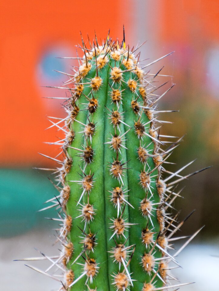 Green prickly nature