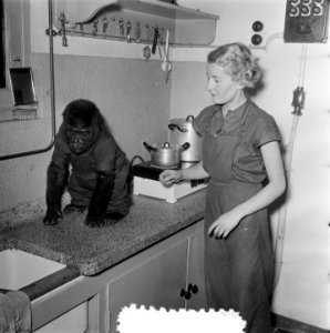 Artis de aapjes aan het ontbijt, Bestanddeelnr 906-1310