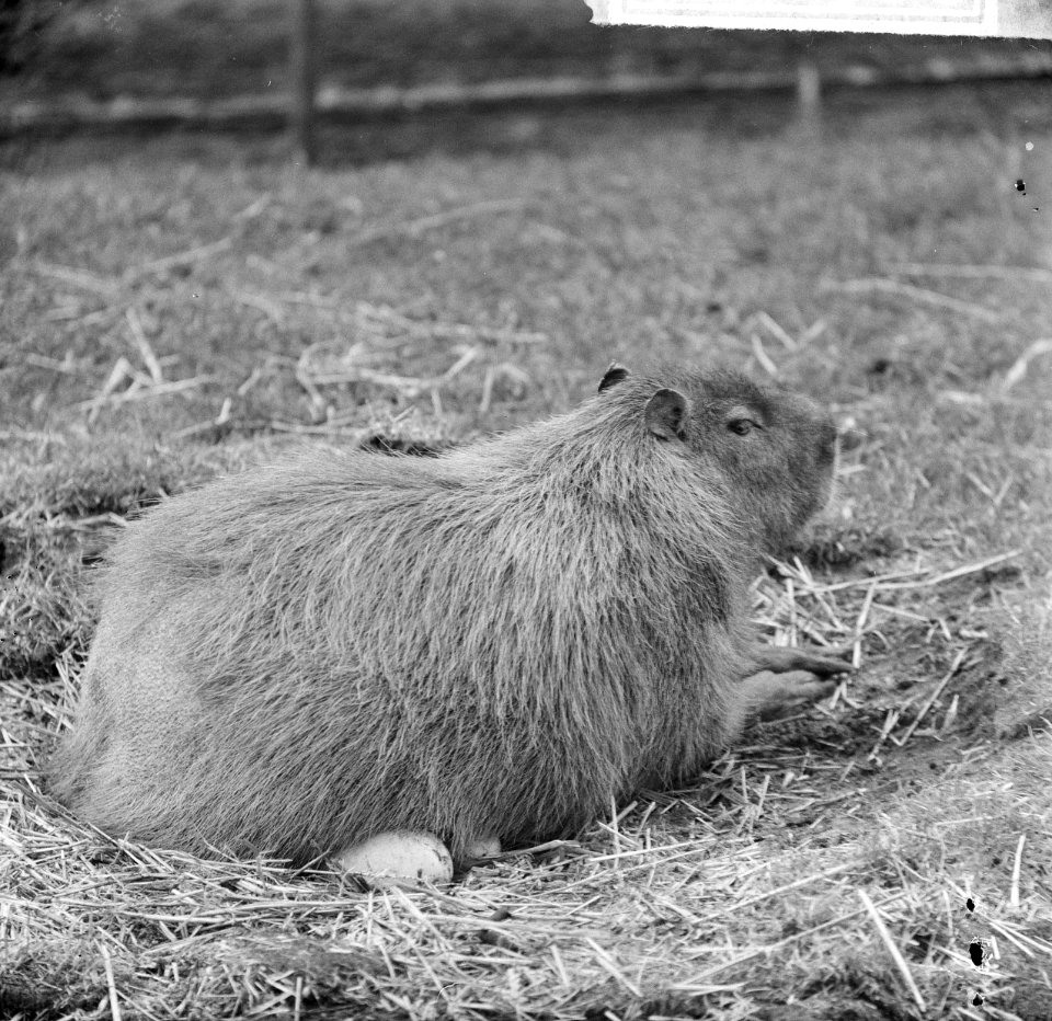 Artis, Capibare of waterzwijn broedt op struisvogeleieren, Bestanddeelnr 917-8508