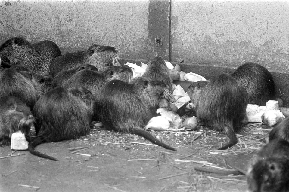 Artis, nr 12, 13 beverratten, nr 14, 15 giraffen, Bestanddeelnr 925-4088