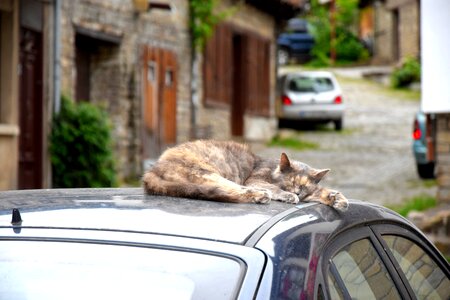 Cat sleeps car photo
