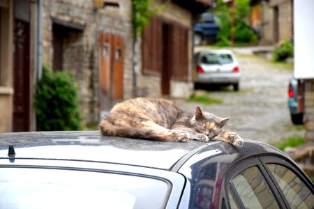 Cat sleeps car