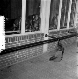 Artis de aapjes aan het ontbijt, Bestanddeelnr 906-1322