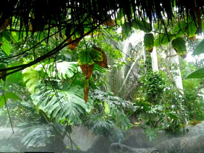 Artificial Jungle