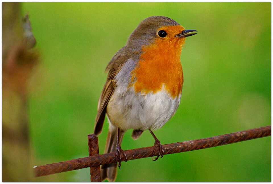 Species plumage pretty