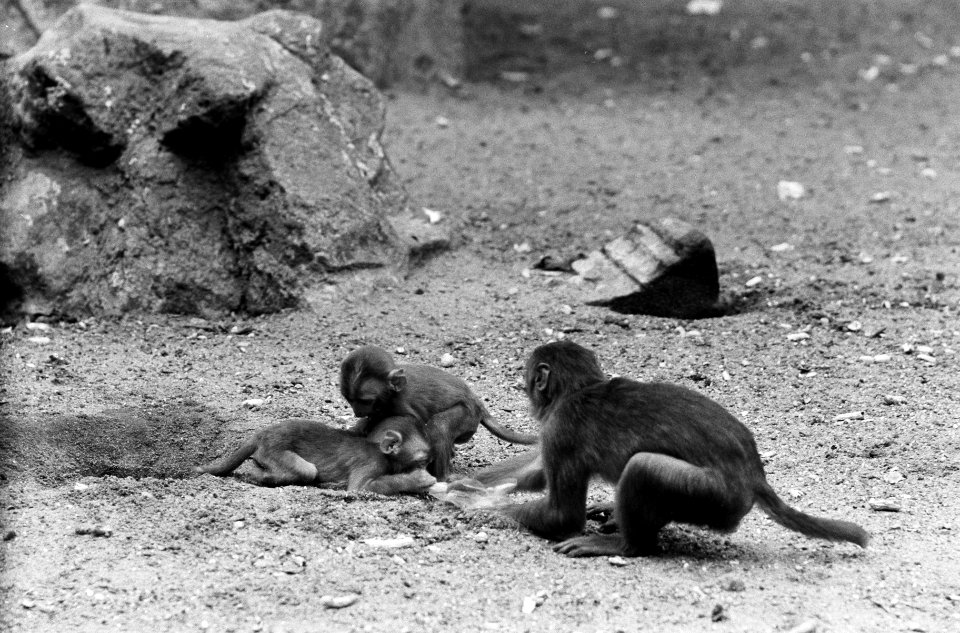 Artis, apen in aktie met plastic zakjes V, Bestanddeelnr 914-1911