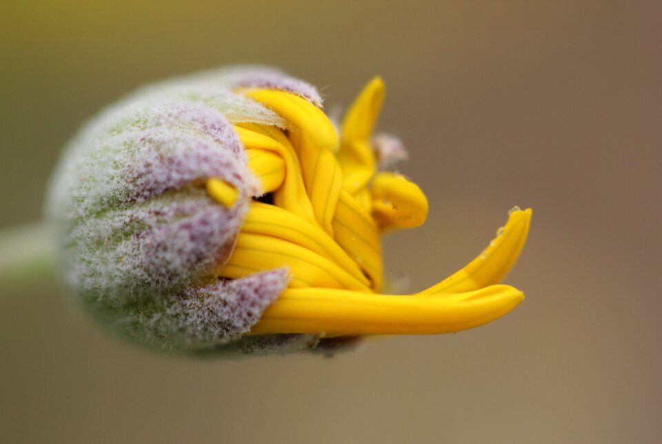 Macro yellow flower