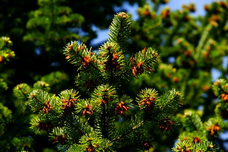 Evergreen branch conifer