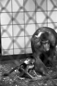 Artis, de op 1 januari jongstleden geboren mantelbaviaan groeit lekker, Bestanddeelnr 912-0655