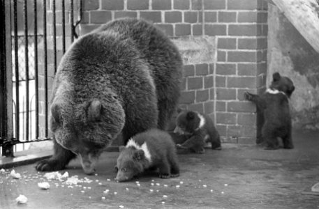 Artis, bruine beer Frida eerste maal buiten met drieling, Bestanddeelnr 921-2434