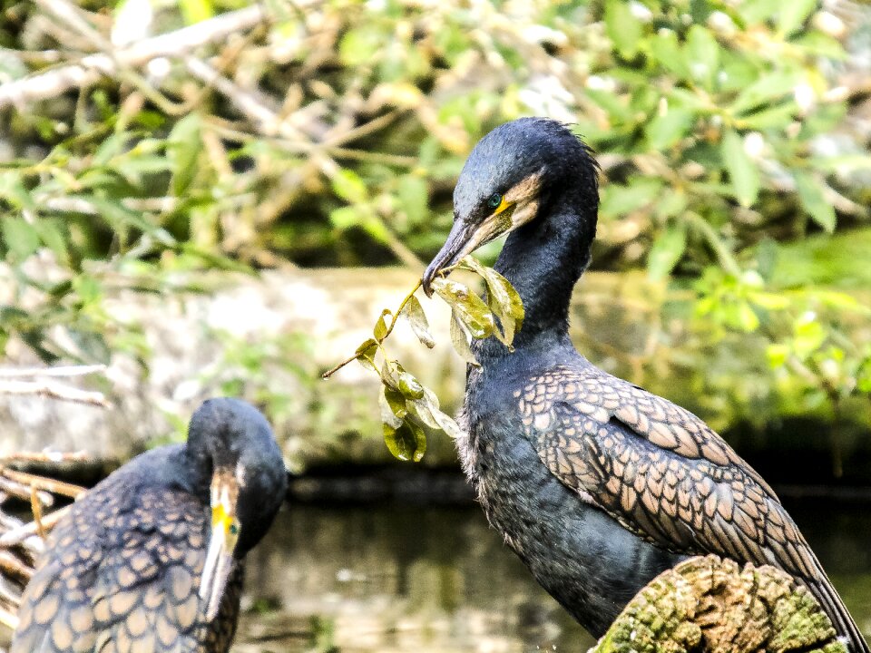 Water bird nature animal