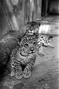 Artis, jaguar met jong, Bestanddeelnr 925-8490