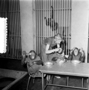 Artis de aapjes aan het ontbijt, Bestanddeelnr 906-1314 photo