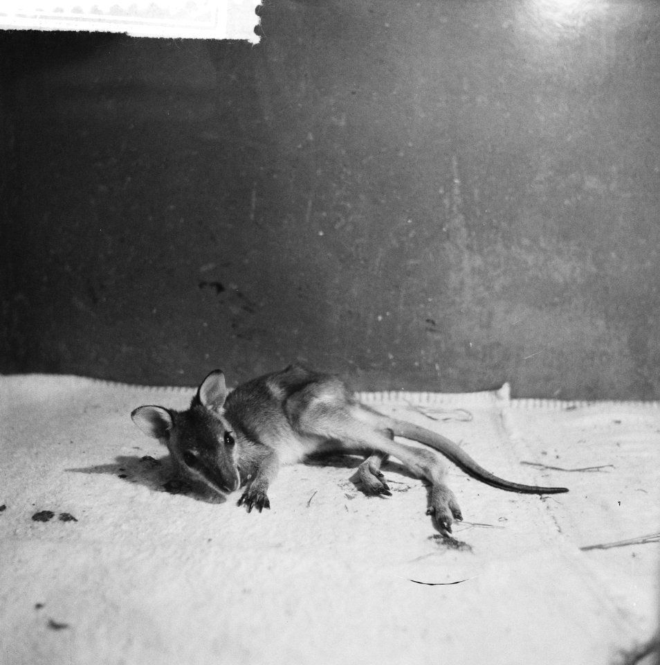 Artis. Jonge kangoeroe, Bestanddeelnr 912-5143