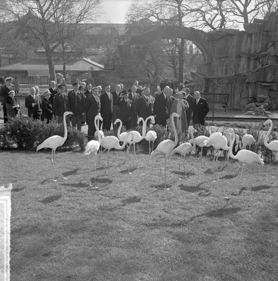 Artis 125 jaar dierentuin Flamingos, Bestanddeelnr 915-1165