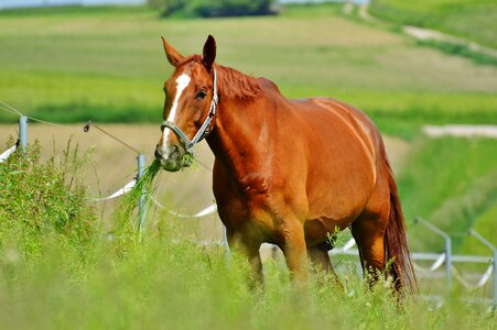 Eat paddock brown photo