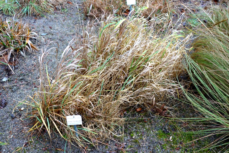Arrhenatherum elatius - Botanischer Garten, Dresden, Germany - DSC08737