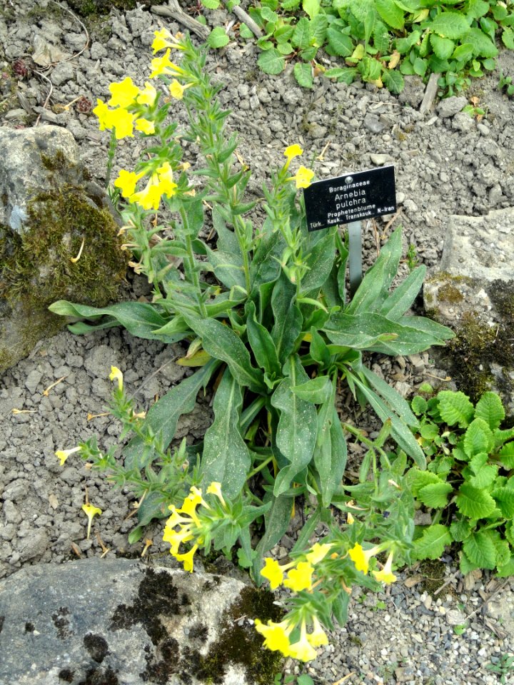 Arnebia pulchra - Botanischer Garten Freiburg - DSC06419