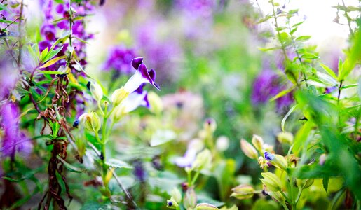 Purple flower purple flowers floral