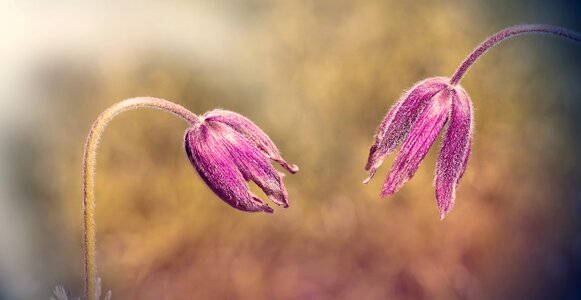 Plant spring flower blossom