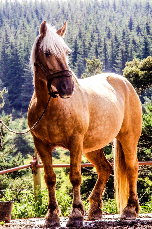 Broodmare horses equine