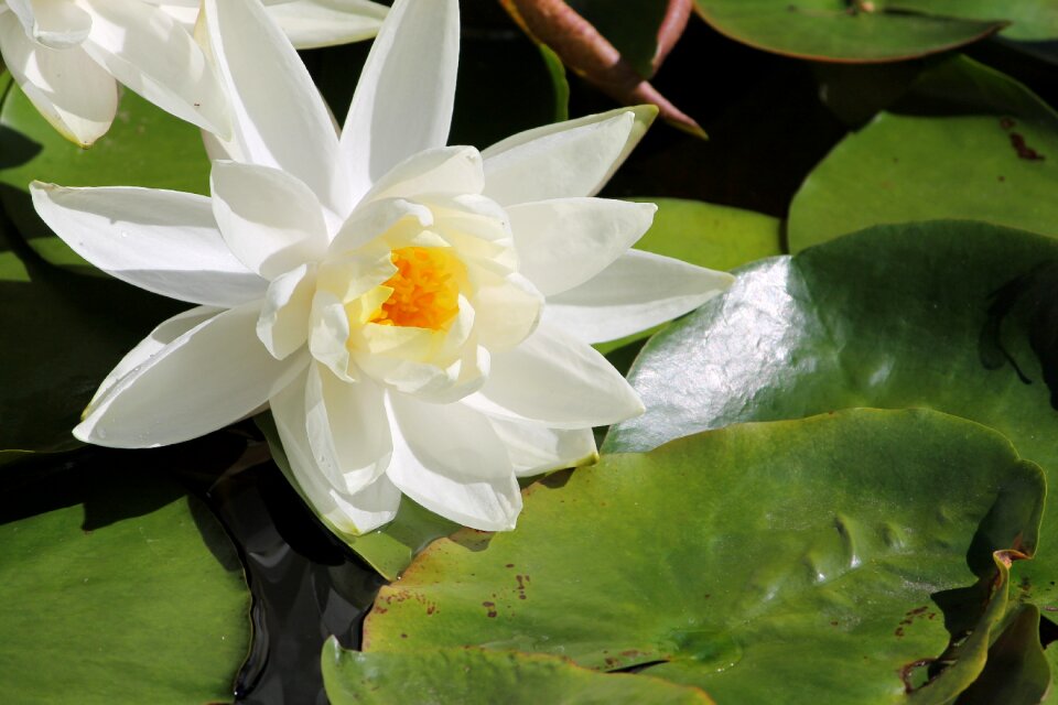 Pond plant white