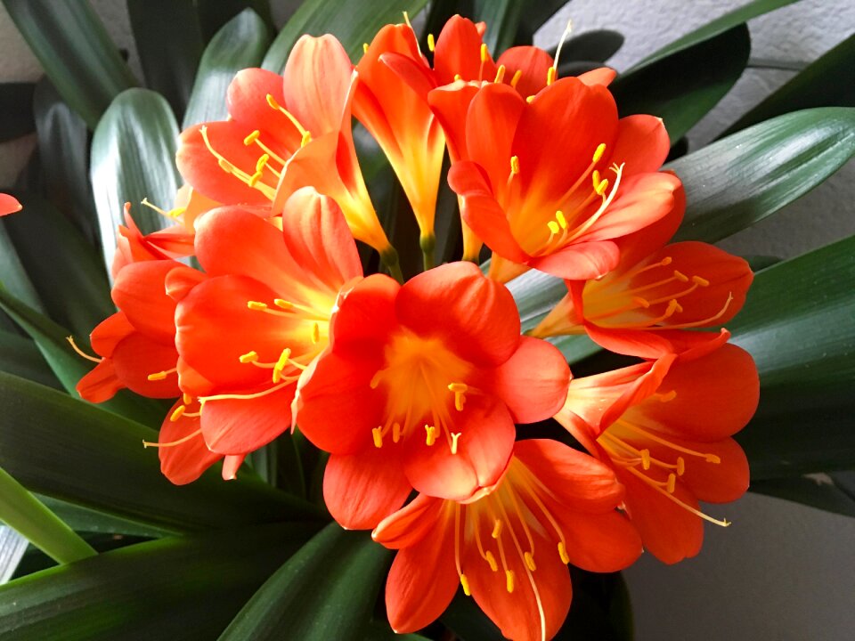 Clivia amaryllis plant stamen