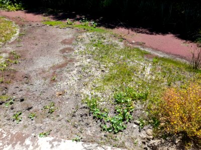 Arroyo de Laguna del Cisne, 4