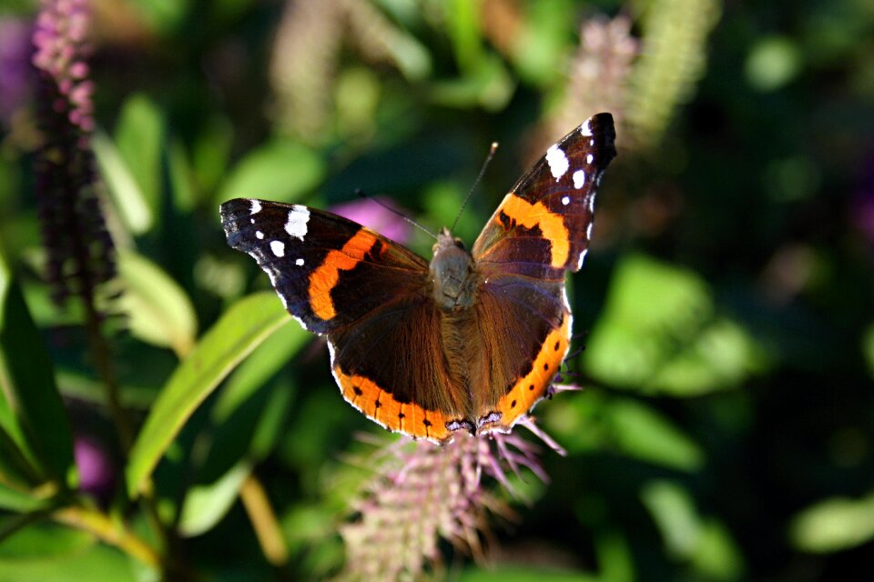 Vanessa atalanta red admiral buttefly photo