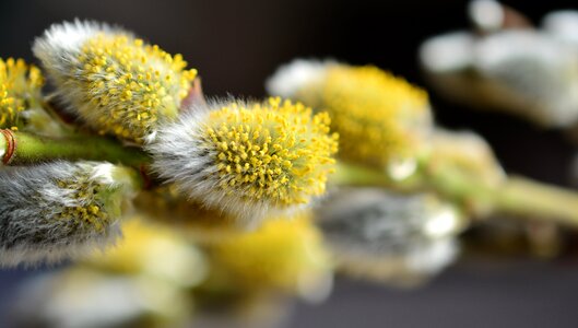 Close up spring pollen