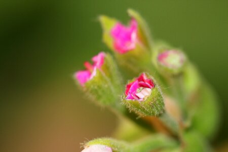 Macro rose bud photo