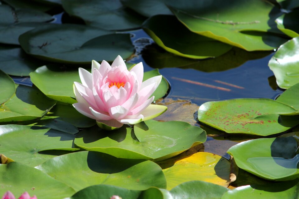 Pond plant white