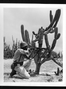 Arubaanse soldaat in de Kuruku richt zijn geweer met ondersteuning van een cact, Bestanddeelnr 935-1237 photo