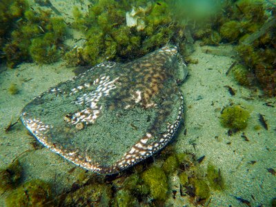 Marbled electric ray stingray ray
