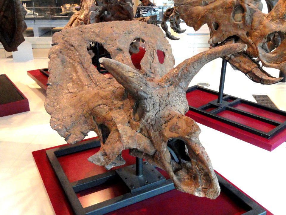 Arrhinoceratops brachyops skull, Near Drumheller, Alberta, Late Cretaceous - Royal Ontario Museum - DSC00076