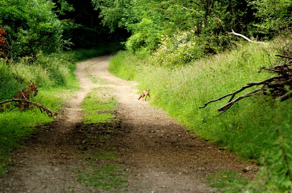 Ashridge-track-fox-20060629-018