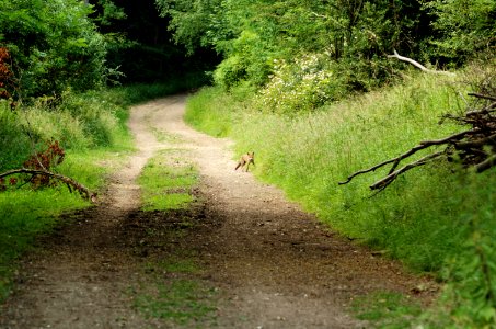 Ashridge-track-fox-20060629-018