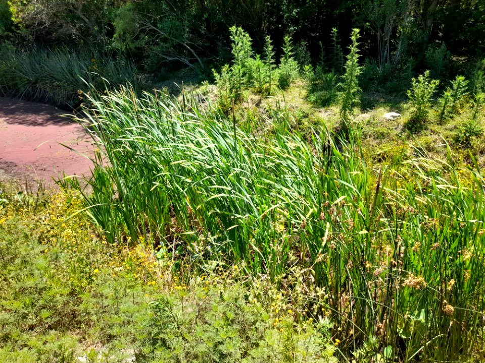Arroyo de Laguna del Cisne, 6