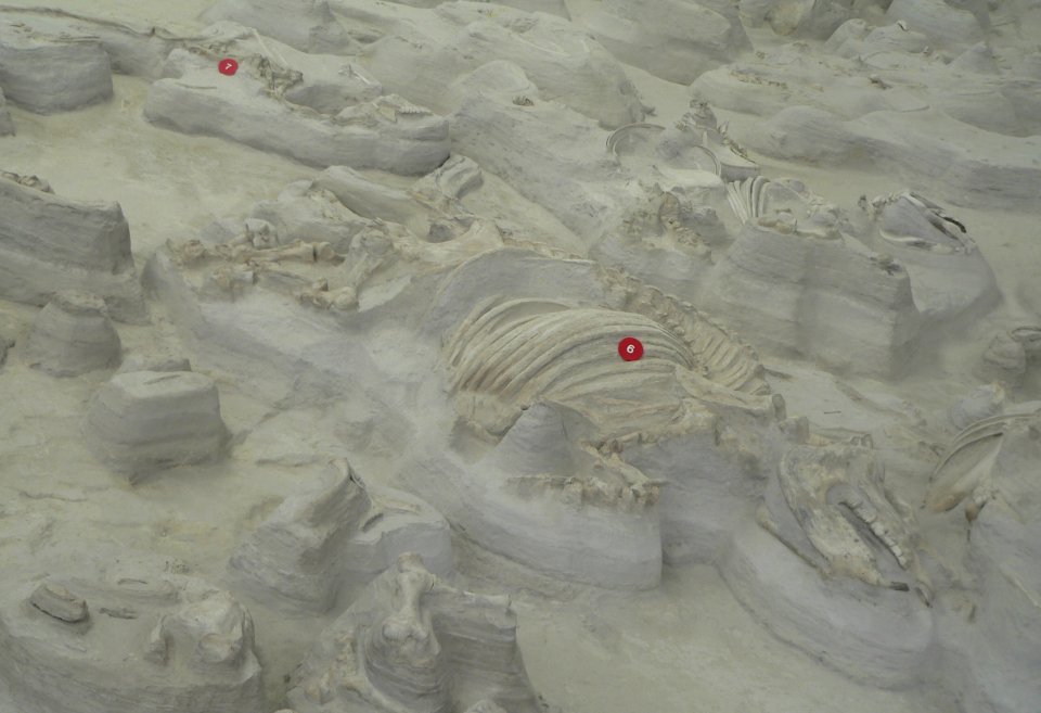 Ashfall Fossil Beds - Teleoceras adult male