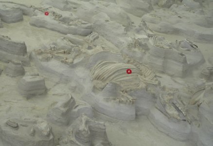 Ashfall Fossil Beds - Teleoceras adult male