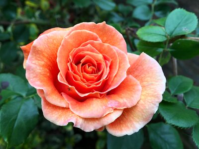 Flower rose bloom floribunda photo