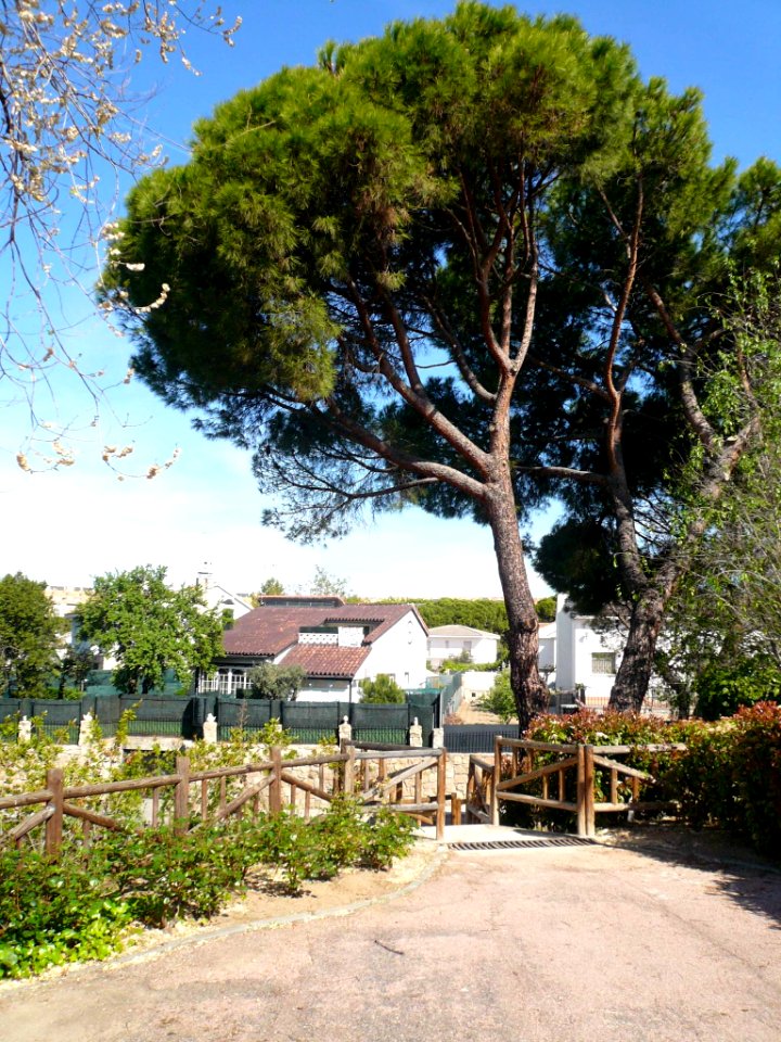 Arroyomolinos - Arroyo del Bosque 06