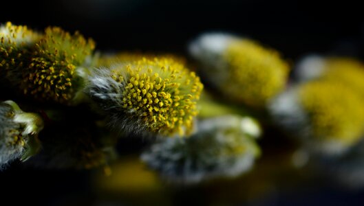 Close up spring pollen